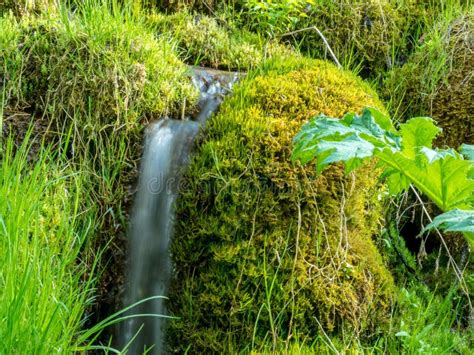 Bright Green Moss Overgrown River Bank Fast Spring Flows Down Stock