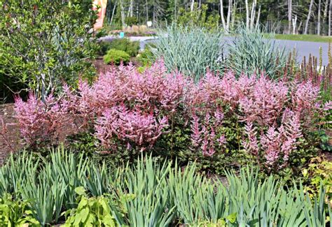 Growing Astilbe False Spirea How To Grow And Care For Astilbe