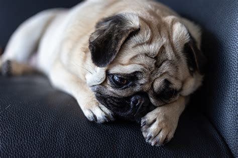 Do Dogs Cry — How To Know When Your Dog Is Sad