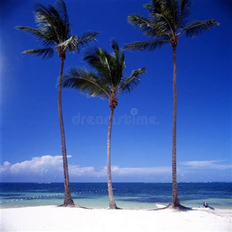 Panorama Of Idyllic Tropical Beach With Palm Trees White Sand And