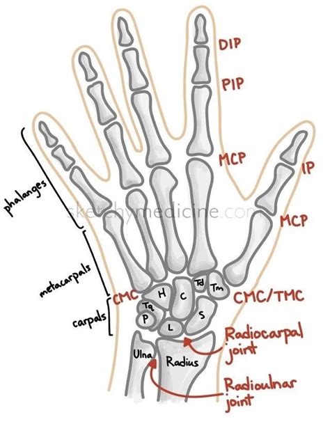 Bones And Joints Of The Hand And Wrist Physical Therapy Student