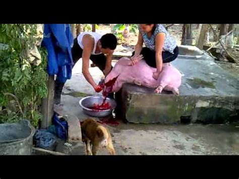 Woman cited after dogs escape and kill goat, women on the frontier butcher their own chickens, could you kill your own food? Chọc tiết lợn.mp4 - YouTube