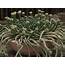 How To Grow And Care For Euphorbia Esculenta  World Of Succulents