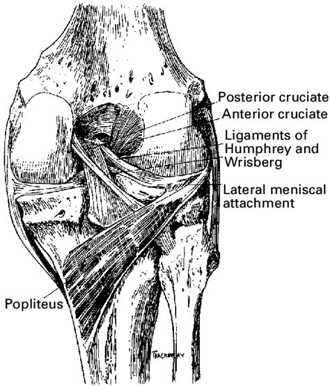 Diagram Of The Posterior View Of The Knee Demonstrating The
