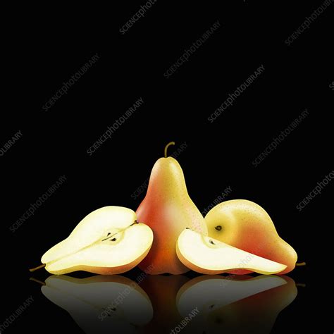 Whole And Cut Pears Illustration Stock Image C0396364 Science