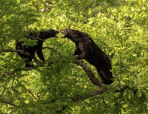 Bears In Love Photograph By Doug Mcpherson Pixels