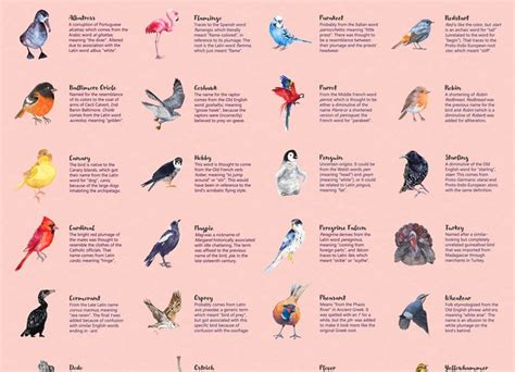 How Birds Got Their Names Infographic Best Infographics