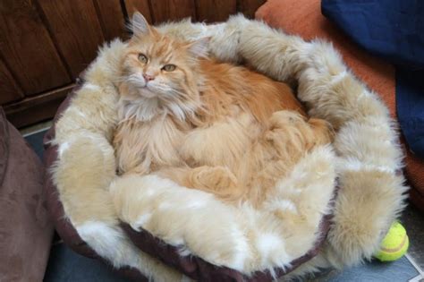 Every year thousands of young people in various countries do short periods of work in countries. How Much Do Maine Coon Cats Cost? • The Pets KB
