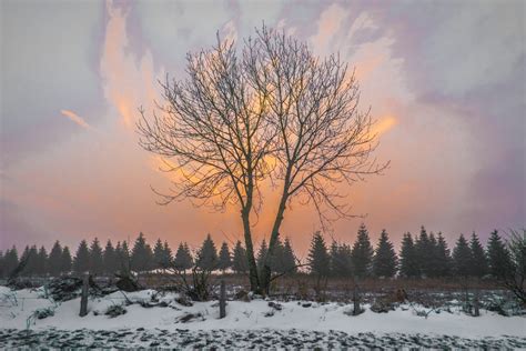 Free Images Landscape Tree Nature Branch Snow Winter Cloud