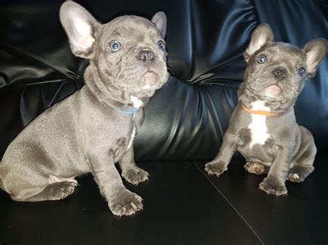 We occasionally have blue french bulldog puppies as this color is a natural occurrence in the breed but often discouraged and also the puppies will turn another natural color like fawn or brindle. Gorgeous Blue French Bulldog Puppies Available...visit ...