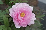牡丹 ほたん ピンクのフリー写真素材 無料画像素材のプロ・フォト han0043-001