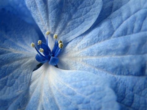 42 Light Blue Flower Wallpaper