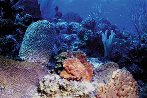 11 Platform Margin Bank Barrier Reef Off Western Grand Turk Island With