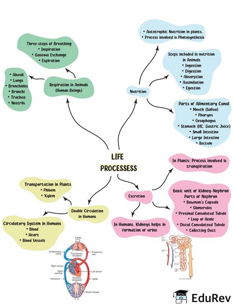 Mindmap Life Processes Class Notes Edurev Gambaran Science Of