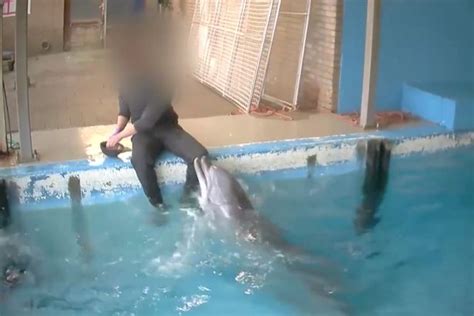 Paesi Bassi Shock Atti Sessuali Con Delfino Nello Zoo Video