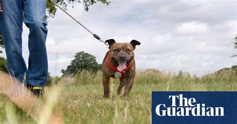 How Dognapping Became An Organised Crime Life And Style The Guardian