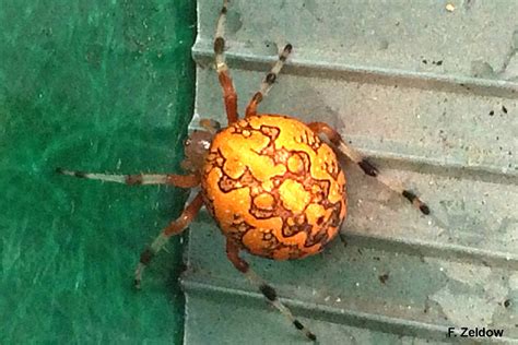 A Beautiful Spider Marbled Orb Weaver Araneus Marmoreus — Bug Of The Week