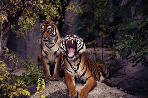 Tiger Screaming Tiger Photograph By Hotte Hue Fine Art America