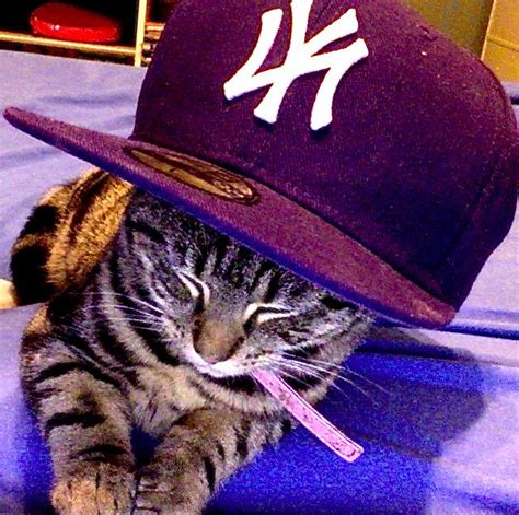 Swag Kitty Cat Icon Kitty Swag