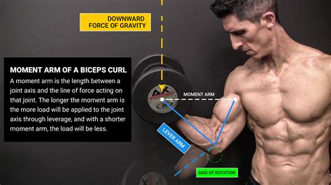 Workouts To Widen Biceps Off 62