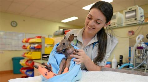 Australia Zoo Wildlife Hospital Image To U