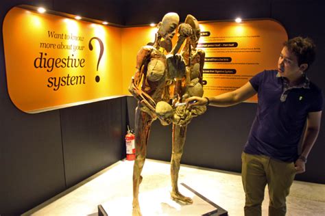 Inside The Human Body Exhibit