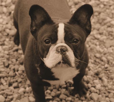 Looking for an english bulldog breeder in texas? Ping Female French Bulldog - Female Frenchies New York ...