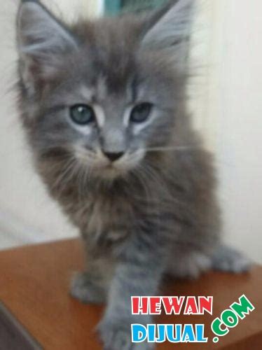 Maine coon warna kucing : Dijual Kucing Maine Coon Pure Non Ped | HewanDijual.com