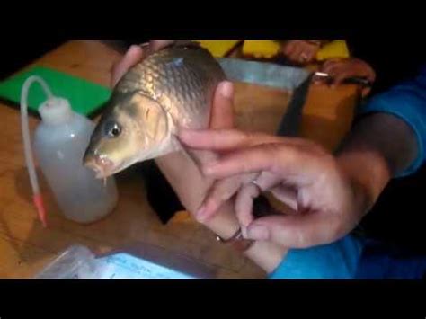 Anatomy of Fish - YouTube