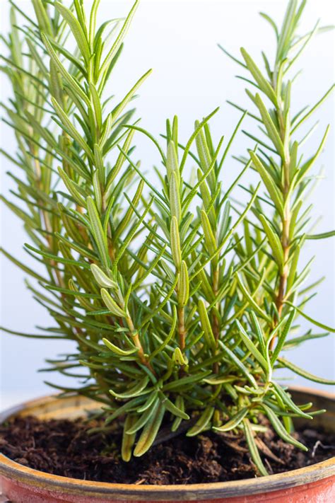 How To Grow Rosemary Indoors Horticulturehorticulture
