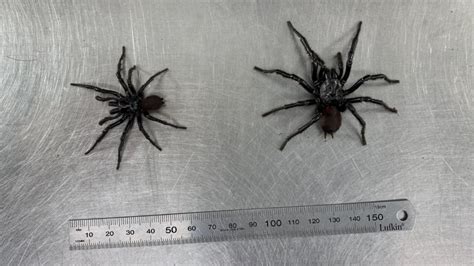 Australian Reptile Park Giant Funnel Web Spider Found The Advertiser