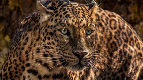 Wallpaper Jaguar Predator Wild Big Cat Muzzle Close Up Hd Picture