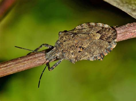 Stink Bug Season Returns To Illinois How To Get Rid Of Them