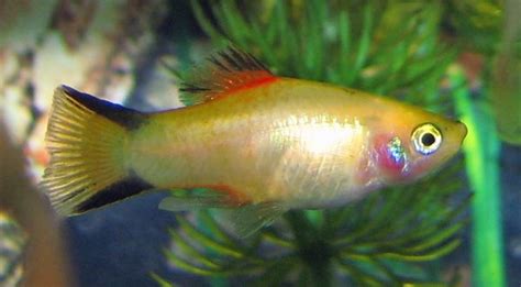 Platy Colors Patterns And Fin Types