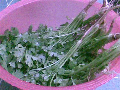 Aromanya lebih kuat dan menyengat seakan akan bau sabun. Khazanah Alam: Daun ketumbar Vs daun sup @celery