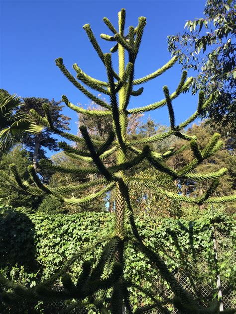 We leverage cloud and hybrid datacenters, giving you the speed and security of nearby vpn services, and the ability to leverage services provided in a remote location. Flowering Desert Plants Crossword Clue - How To Do Thing