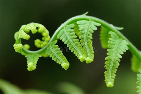 Exotic Ferns Stock Image Image Of Botany Leave Offshoot 5071737