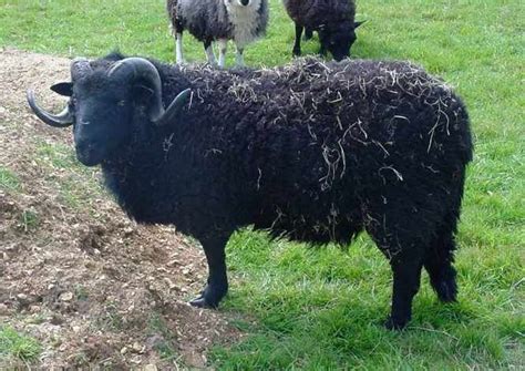 Welsh20mountain20sheep A9adeb3 Sheep Breeds Sheep Breeds