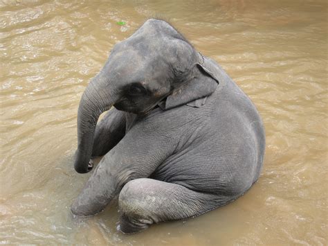 Download Goofy Baby Elephant Sitting In Water By Gregorywilliams