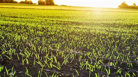 I Paesaggi Agricoli Giornale Del Cibo