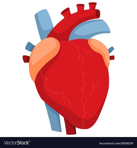 Human Heart Diagram Anatomy Isolated Royalty Free Vector