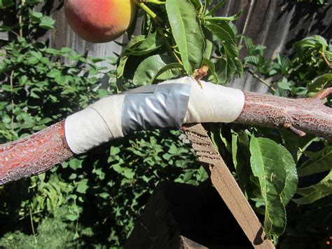 Mashed Potatoes And Crafts Reparing Broken Fruit Tree Or Peach Tree