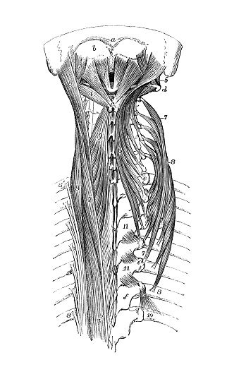 Rib cage, basketlike skeletal structure that forms the chest, or thorax, made up of the ribs and their the rib cage surrounds the lungs and the heart, serving as an important means of bony protection for. Antique Illustration Of Human Body Anatomy Neck Spine Rib Cage Muscles Stock Illustration ...