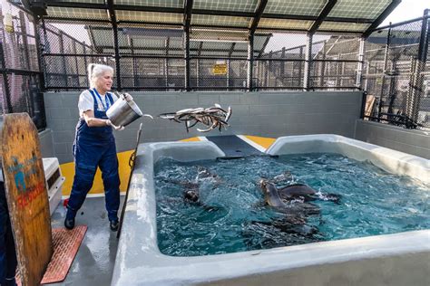 Volunteers Needed At Marine Mammal Center For Seal Pupping Season