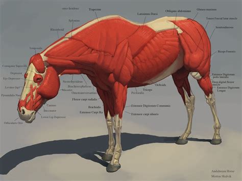 Horse Muscles Horse Anatomy Horse Drawings Animal Skeletons