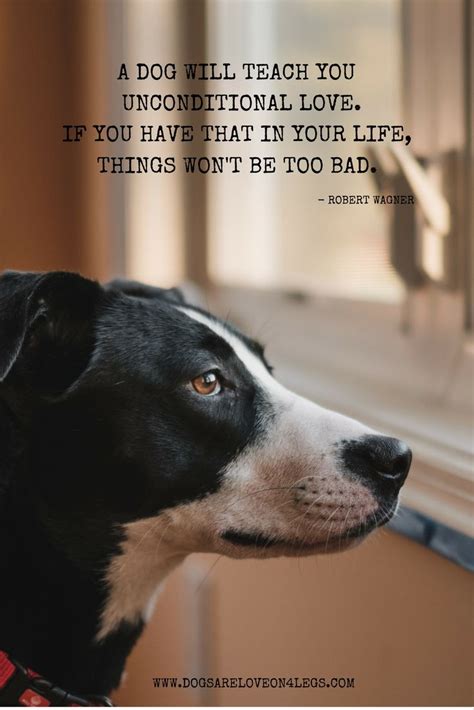 Unconditional Love Dog Quotes