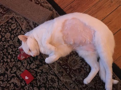 how to shrink a tumor in a cat naturally