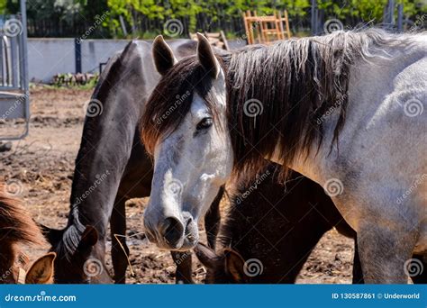 Horse On A Farm Stock Image Image Of Landscape Country 130587861