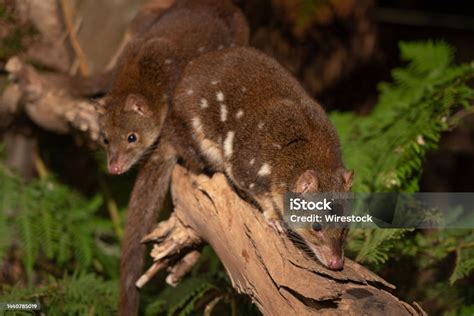 Closeup Of Cute Tiger Quolls Also Known As Spottedtail Quoll Spotted
