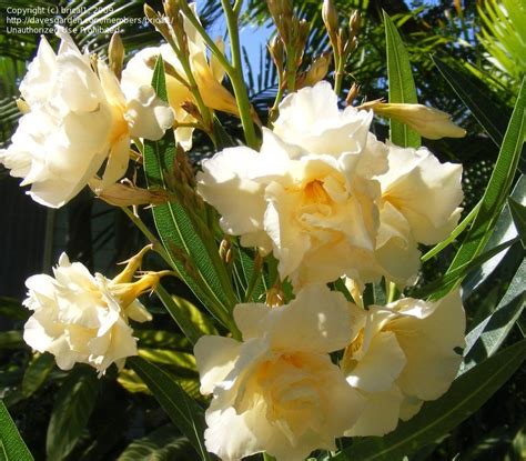Plantfiles Pictures Oleander Double Yellow Nerium Oleander By